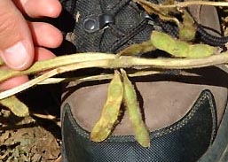 Normal leaf bases (no evidence of desiccation or heat) throughout the soybean formation near the Seip Mound in Bainbridge, Ohio. Photograph © 2003 by Roger Sugden and Jeffrey Wilson.