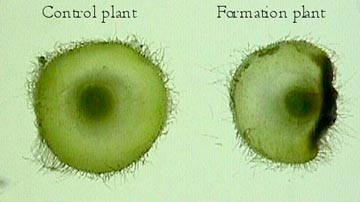 Cross section of soybean leaf bases: on left is normal plant. On right, is a plant sampled from within the formation which shows deterioration, possibly caused by heating. Photograph © 2003 by Jeffrey Wilson and Charles Lietzau.