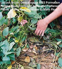 Tony Knoechelman lifts up top layer of soybean plants to show other soybean plants flattened in a perpendicular direction beneath the surface clockwise flow of the formation. Photograph © 2003 by Jeffrey Wilson.