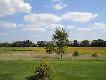 Michael Johnson's back yard facing east as photographed from the same deck as he photographed the silent, unidentified triangle during the September 19, 2005, thunderstorm shown below. Photograph © 2005 by Michael Johnson.