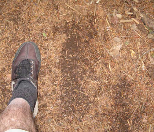 Bagby Hot Springs, Oregon, October 31, 2009, photograph of large possible Sasquatch footprint compared to photographer's foot in shoe. Bagby Hot Springs  in the Mount Hood National Forest is about 67 miles southeast of  Dundee, Oregon. Image © 2009 by Jeff Rone, Oregon Sasquatch Search.