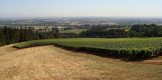 Pinot Noir grapes in the Willamette Valley wine region of the Dundee Hills, Oregon. Image © 2008 by WineCountry.