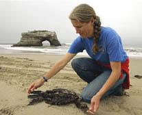 Julia Parrish, Ph.D., sea bird ecologist with dead Brant's cormorant on Washington beach. Tens of thousands of sea birds have been washing up dead from Southern California to British Columbia in Canada, starving from lack of food. Photograph © 2005 by AP. 