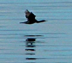 Left: Brant's cormorant flying over beach water. Right: Common Murres breeding along Pacific Coast. Photographs courtesy USGS.