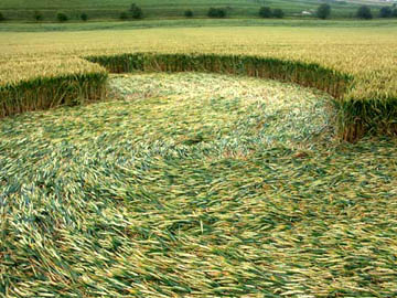  "Water flow" appearance of the wheat laid down in the Pewsey Axis Mundi pattern below the White Horse, reported on July 20, 2004. Photograph © 2004 by Andreas Mueller.