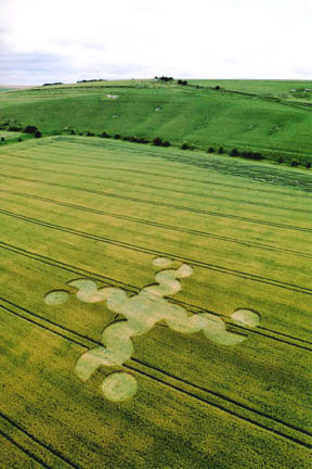 Beneath the Pewsey White Horse carved on the distant hill, near Pewsey, Wiltshire, reported July 20, 2004 in wheat. Another long pictogram pattern (some say a hoax in contrast to this first pattern) appeared nearby in the field, reported on July 22, 2004. Aerial photograph © 2004 by Lucy Pringle.