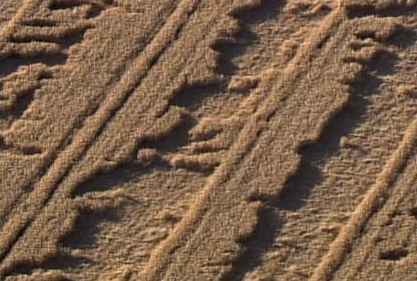  Close-up Brooks Farms' barley May 25, 2005, in the Tolleson suburb southwest of Phoenix, Arizona. Aerial photograph © 2005 by KTVK, Channel 3 News.