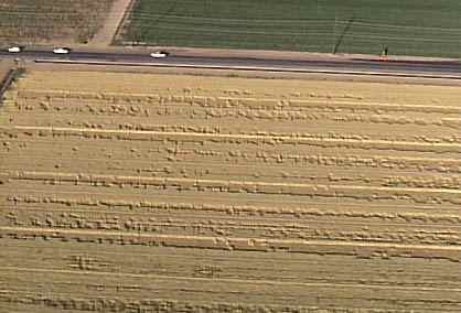 One of three barley fields operated by Brooks Farms near intersection of 75th Avenue and Buckeye Road, Phoenix, Arizona, in the Tolleson suburb, which have straight parallel lines of standing crop between which are randomly downed and standing crop. May 25, 2005, aerial photograph © 2005 by KTVK, Channel 3 News. 