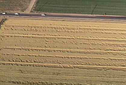 One of three barley fields operated by Brooks Farms near intersection of 75th Avenue and Buckeye Road, Phoenix, Arizona, in the Tolleson suburb, which have straight parallel lines of standing crop between which are randomly downed and standing crop. May 25, 2005, aerial photograph © 2005 by KTVK, Channel 3 News.