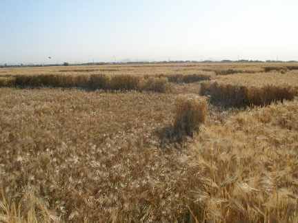 One of three barley fields operated by Brooks Farms near intersection of 75th Avenue and Buckeye Road, Phoenix, Arizona, in the Tolleson suburb, which have straight parallel lines of standing crop between which are randomly downed and standing crop. May 25, 2005, aerial photograph © 2005 by KTVK, Channel 3 News.