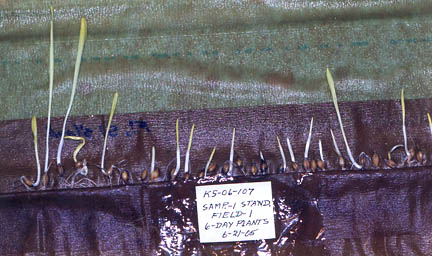 Standing plants sampled in Tolleson, Arizona wheat had higher development factor of 1.94.
