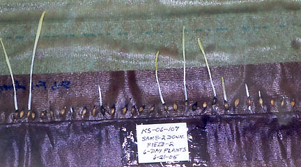 Downed plants sampled in Tolleson, Arizona, wheat had lowest development factor of 1.47. All seed test photographs © 2005 by W. C. Levengood.