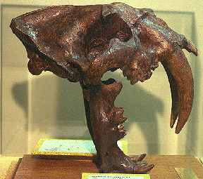 Head skeleton of saber tooth cat that died out along with dozens of other animal species at the end of the Pleistocene ice age about 12,000 years ago. Photograph courtesy University of California.