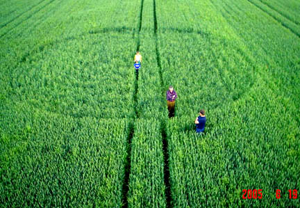 Half a kilometer from the first wheat circle, was a second circle in wheat about 15 meters (49 feet) in diameter that had already begun to rise, indicating it might have been created two weeks before June 18, 2005. Photograph © 2005 by IRG Torun.