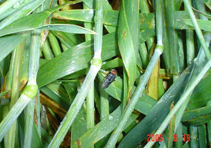 Thickened and re-oriented growth nodes in the rye plant circles, Papros, Poland, reported on June 18, 2005. Photograph © 2005 by IRG Torun.