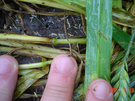 Possible brownish heat discoloration around growth nodes in downed rye plants, Papros, Poland. Photograph © 2005 by IRG Torun.