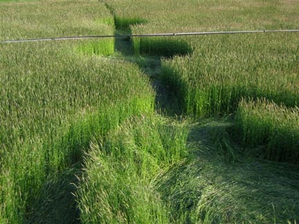 Pictogram in onion crop reported on May 23, 2004, near Zlotowo village about fourteen miles north of Zabno, Poland. Photographs © 2004 by Adam Piekut.