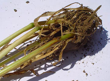 Swollen, reoriented and discolored wheat stems collected from Zlotowo, Poland, circles on June 13, 2005. Photograph © 2005 by IRG Torun.