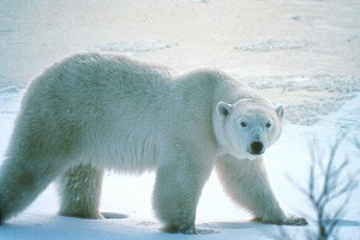  Polar bear near Churchill, Manitoba, Canada on the western edge of Hudson Bay. Photograph © 2000 by Travel Manitoba.