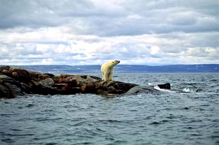 Polar bears must wait for the summer sea ice to re-freeze each fall so they can hunt seals. But if current greenhouse gas emission levels continue to rise and warm Earth, Arctic summer sea ice will continue to melt and eventually not freeze. Then, polar bear extinction is a probability. Image © Thomas D. Mangelsen, naturestock.com.