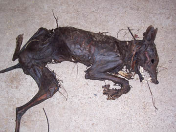 Stacey Womack dug up the animal her brother shot on October 8, 2004, and delivered it to Dr. Craig Wood's East Texas Veterinary Clinic in Lufkin, Texas, on Wednesday, October 20, 2004. Photograph © 2004 by Craig Wood, D.V.M.