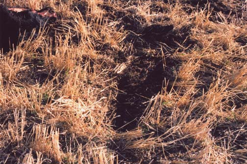 Near center of photograph is the bounce mark amid barley stubble where Sheriff Tom Kuka and his deputies found the barley broken off and the soil piled up to the north only a few feet from where the cow bounced down a second time, dead and mutilated. The cow's head in upper left corner shows the sky-facing jaw stripped of flesh. Image by Pondera County Chief Deputy, Dick Dailey.