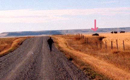 Looking south on gravel county road in Valier, Montana, 25 miles northwest of Conrad. Pink arrow points to cow's dead and mutilated body as a deputy approached. Image by Pondera County Chief Deputy, Dick Dailey.