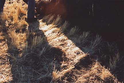 Deputies lifted mutilated cow up and found barley stubble underneath was all neatly laid down north to south, the opposite direction of the soil piled up in bounce mark. Image by Pondera County Chief Deputy, Dick Dailey.