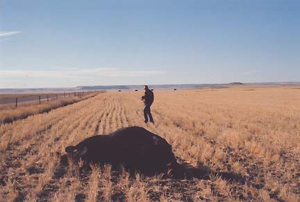 Pondera County Deputy Sheriff standing directly south of mutilated cow on Peterson Ranch in Valier, Montana. Plants and soil 200 feet south were most intensely affected by energy changes, indicating a south to north direction up to the cow's dropped body. Image by Pondera County Chief Deputy, Dick Dailey.