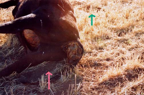  Pink arrow points at dirt piled up along mutilated cow's back right leg. Green arrow points to bounce mark. Perhaps from force of impact, the intestines are protruding from rectal hole, which in most animal mutilations is a dry, empty hole penetrating into the body. Image by Pondera County Chief Deputy, Dick Dailey.