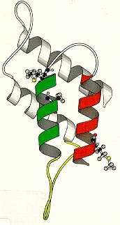 Left: is the normal prion protein, PrP-C. Right: is the abnormal, misshapen PrP-SC. These diagrams are from Huang, Z., Prusiner, Stanley B. and Cohen, Fred E. from "Structures of Prion Proteins and Conformational Models for Prion Diseases in Prions," (ed. S.B. Prusiner) Berlin: Springer-Verlag, © 1996.