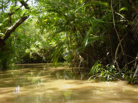 Small tributary of Amazon River, Brazil. Image © by Bruno Camelier.