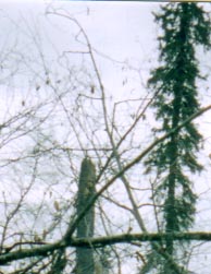 Large tree snapped off about 30 feet from the ground in a circular area of Nine Mile Island a few miles north of Ruby, Alaska. Right outside the circular area, tall trees stood completely unaffected. Photograph © 2003 by Pat McCarty.