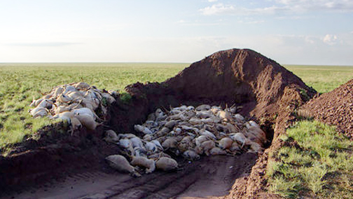 A burial pit for some of the 120,000 Saiga antelope adults and calves that rapidly died in May 2015, in central Kazakhstan. Image © 2015 by Sergei Khomenko/ U.N. FAO.