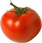 Tomato stem scars might be openings for Salmonella typhimurium.