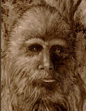 Illustration by the Erickson Sasquatch Project.