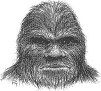 A sketch based on Julie Davis eyewitness account of August 5, 2000, encounter with 8-foot-tall Sasquatch.