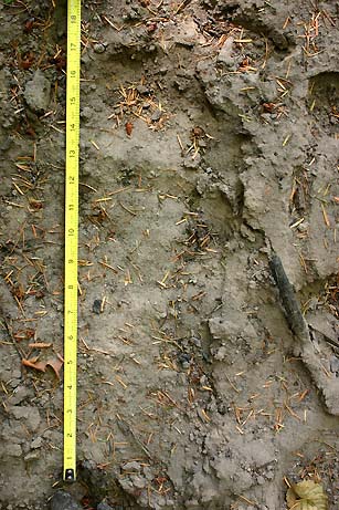 August 2005, large and deep footprint measuring a little more than 18 inches in the northern Cascade mountain range of Washington State. Found on last day of camp where a rock mysteriously had been raised on end and stuck into the ground. Photograph © 2005 by Richard Noll.