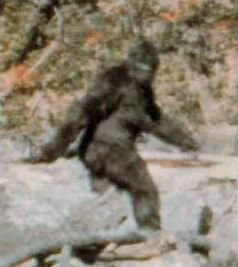 Frame 352 from the Patterson-Gimlin film, alleged by Roger Patterson and Robert Gimlin to show a Sasquatch, or Bigfoot, female with breasts walking. About a third of all reports of North American Sasquatch sightings are concentrated in the Pacific Northwest while widely separated Texas, Florida and Ohio also have had many Sasquatch eyewitness reports. See map of Sasquatch eyewitness reports below.