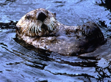 Sea otter with arms folded floating on its back in Aleutian Islands. Photograph courtesy U. S. Fish and Wildlife, Alaska.