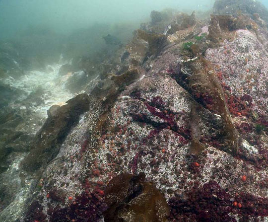 20 days later, the living creatures on the same rock outcrop have died, Croker Island,  Indian Arm, British Columbia, on October 29, 2013. Image © 2013 by Neil McDaniel.