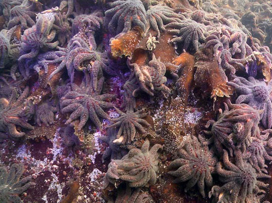 Healthy sea stars on a rock outcrop near Croker Island, Indian Arm, British Columbia, on Oct. 9, 2013. Underwater image © 2013 by Neil McDaniel.