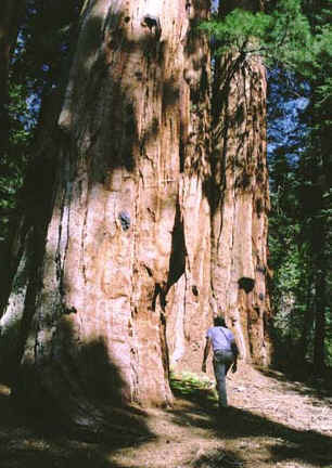 Giant California Sequoias are the largest living organism on the earth today. Some are more than 3000 years old, rise up to 300 feet tall, and measure 100 feet around the base. Photograph courtesy Sierra Club.