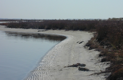 More than 100 dead sharks on the eastern side of Shell Island near Panama City, Florida were reported on October 16, 2000. Photograph © 2000 by John Brusher, National Marine Fisheries Service.