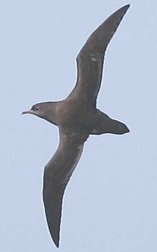 Sooty shearwater seabird migrates thousands of miles each year looking for food. Photograph © 2005 by Carl Sheely.