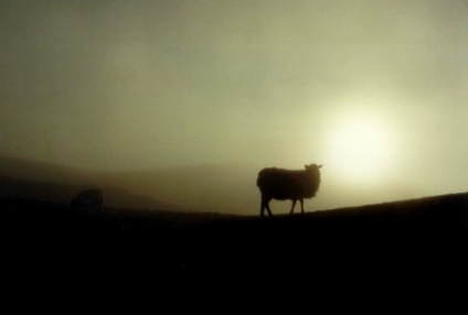 European sheep in morning mist © 1998 by ilfracombe.