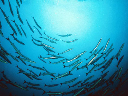 Schools of fish, flocks of birds, human families move in synchronized patterns influenced by morphogenetic fields that link and shape close groups of living organisms. Image © by Wolcott Henry.