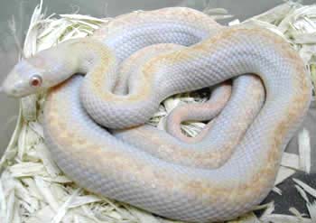 Albino White Sided Black Ratsnake, Elaphe obsoleta obsoleta. Photo by Mike Panic.