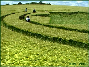 8-sided "star" created by two squares placed on each other, then surrounded by rings. One of two formations about 200 feet diameter discovered in barley at 5 AM on June 11, 2000 near Silbury Hill in Wiltshire, England. The two fresh formations were only about 150 feet apart. Photograph © 2000 by Peter R. Sorensen. 