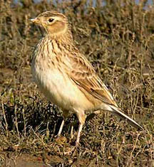 Skylark in Lincolnshire, England. Photograph © 2004 by Roy Harvey.